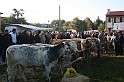 In prà della Antica Fiera di Arsego (16)